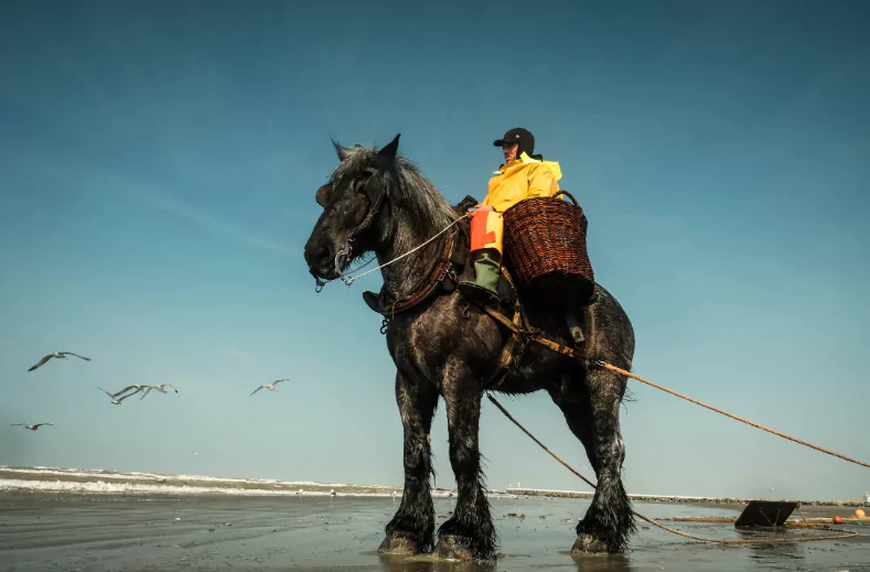 voyager à Ostende en groupe